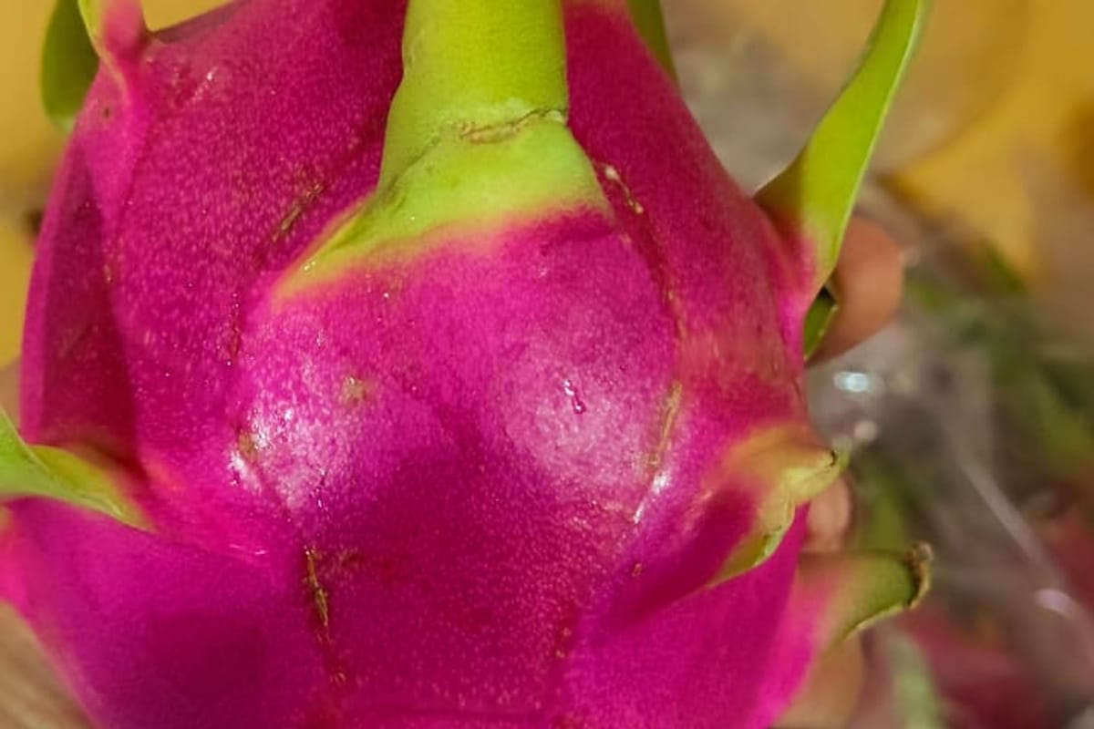 Dragon Fruit